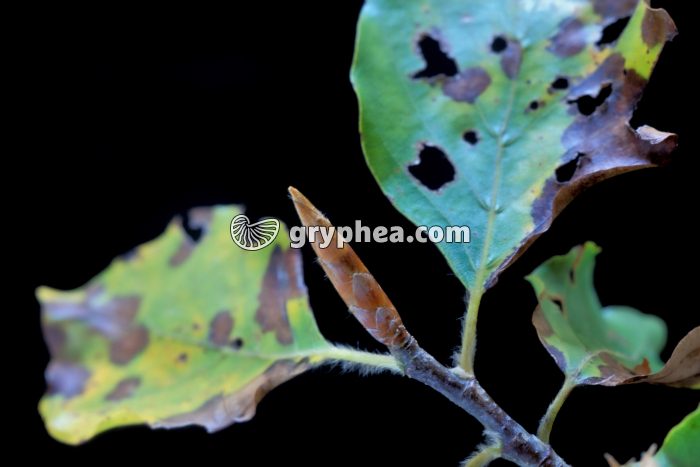 Hêtre (Fagus sylvatica) - Bourgeon dormant  - gryphea.org